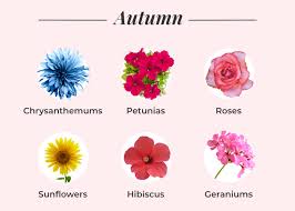 Seasonal Flower